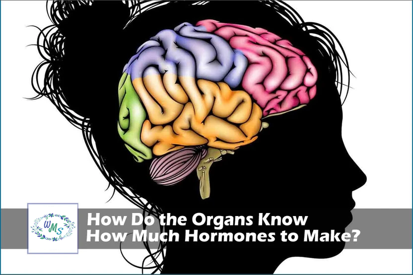 How do the Organs Know How MUCH Hormone to Make?