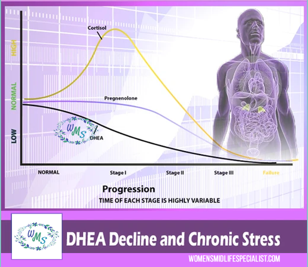 The Stages of DHEA Decrease During Stress